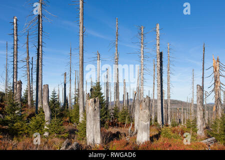 Der lusen Berge im Nationalpark Bayerischer Wald in Deutschland mit Wälder durch sauren Regen und europäischen Borkenkäfer und die folgenden natürlichen Waldverjüngung Fichte betroffen Stockfoto