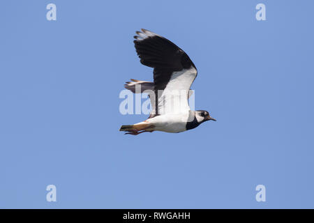 Kiebitz (Vanellus vanellus). Erwachsener im Flug. Deutschland Stockfoto