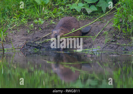 Europäischer Biber (Castor Fiber). Erwachsener an der Elbe, die Zweige. Niedersachsen, Deutschland Stockfoto