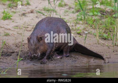 Europäischer Biber (Castor Fiber). Erwachsener an der Elbe. Niedersachsen, Deutschland Stockfoto