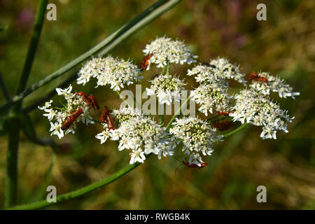 Gemeinsame Scharfkraut (Heracleum sphondylium). Dolde mit bestäubende Insekten. Deutschland Stockfoto