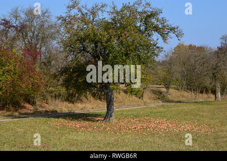 Inländische Apfel (Malus Domestica). Aufgrund der lang anhaltenden Trockenheit, die Bäume auf einen Obstgarten haben fast alle Früchte fallen gelassen. Deutschland Stockfoto