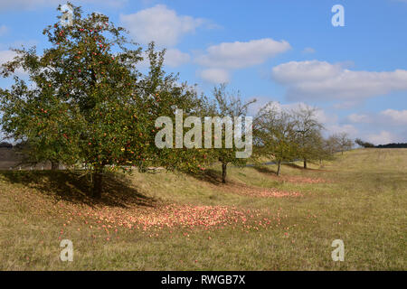 Inländische Apfel (Malus Domestica). Aufgrund der lang anhaltenden Trockenheit, die Bäume auf einen Obstgarten haben fast alle Früchte fallen gelassen. Deutschland Stockfoto