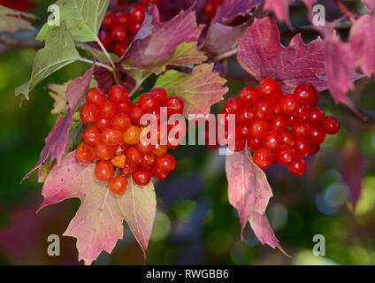 Europäische Cranberry Bush, Schneeball Baum, Gefüllte Schneeball (Viburnum opulus). Zweig mit reife Beeren im Herbst, Deutschland Stockfoto