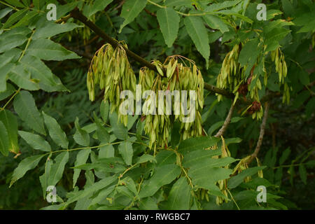 Gemeinsame Europäische Esche Esche (Fraxinus excelsior), Zweig mit Blättern und Früchten Trauben Stockfoto