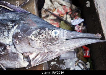 Frischen Big Schwertfisch auf Anzeige am Marktstand Stockfoto