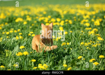 Hauskatze. Rot-tabby Kater in eine Wiese mit blühenden Löwenzahn. Deutschland Stockfoto