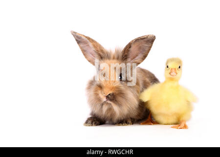 Hausgans. Gosling sitzt neben Erwachsenen Zwergkaninchen. Studio Bild, vor einem weißen Hintergrund zu sehen. Deutschland Stockfoto