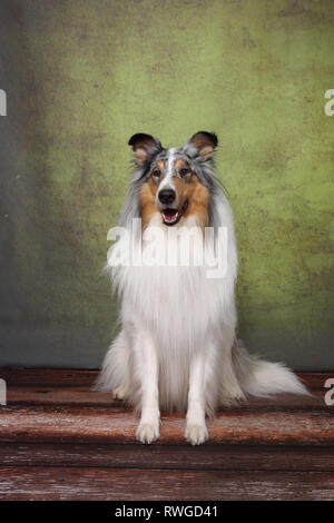 American Collie, langhaarigen Collie. Männliche sitzen. Studio Bild. Deutschland Stockfoto