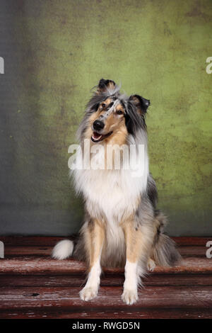 American Collie, langhaarigen Collie. Männliche sitzen. Studio Bild. Deutschland Stockfoto