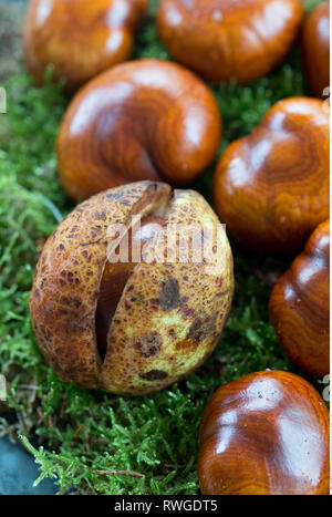 Botanik, Rosskastanie, Vorsicht! Für Greetingcard-Use/Postcard-Use in deutschsprachigen Ländern gibt es einige Einschränkungen Stockfoto