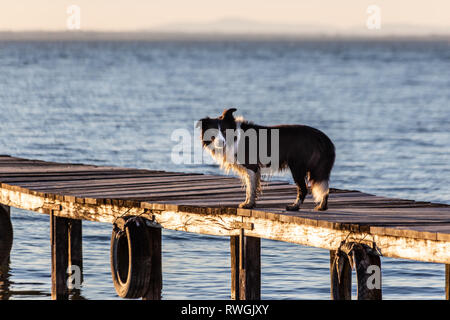 Ein Hund auf einem Pier overa ein See, mit warmen goldenen Stunde Licht Stockfoto