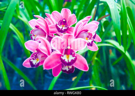 Aquilegia Formosa, die Crimson Columbine, westliche Akelei, oder (zweideutig) 'red Columbine", ist ein attraktiver Wildflower in Nordamerika heimisch, fr Stockfoto