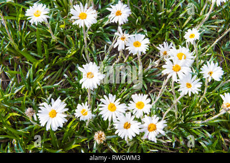 Einheimische australische Blüten in Kosciuszko National Park, NSW, Australien. Natur Hintergrund mit Pflanzen und Vegetation. Stockfoto