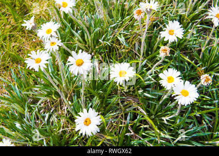 Einheimische australische Blüten in Kosciuszko National Park, NSW, Australien. Natur Hintergrund mit Pflanzen und Vegetation. Stockfoto