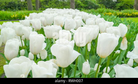 Schöne weiße Tulpen auf einer Blume Bauernhof mit dem lange Halme an einem sonnigen Frühling in Holland Stockfoto