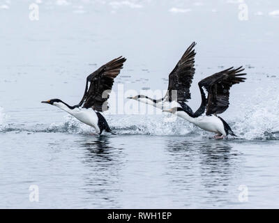 Antarktis Neny Shag, in der Nähe der Insel, Antarktis vom 22. Januar 2019 Stockfoto