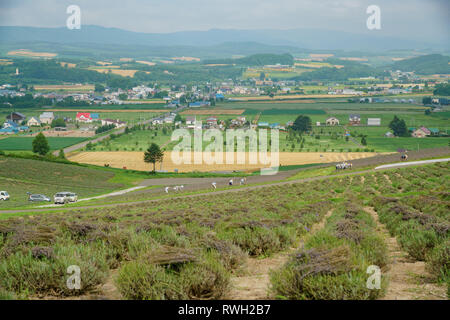 Lavendel blühen und in Sunrise Park in Furano, Hokkaido, Japan geerntet Stockfoto