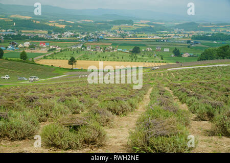 Lavendel blühen und in Sunrise Park in Furano, Hokkaido, Japan geerntet Stockfoto