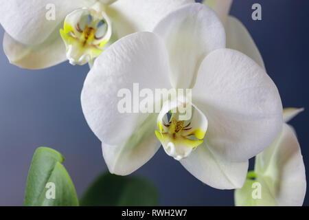 Weiße Orchidee. Nahaufnahme eines reifen Blüte gegen einen weißen Hintergrund Stockfoto