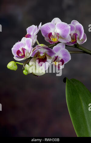Rosa und weiße Orchidee. Nahaufnahme eines Clusters von Blüten mit zwei neuen Knospen vor einem dunklen Hintergrund. Stockfoto