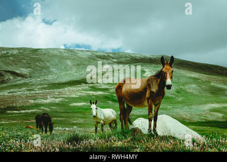 Pferde, die in den Wiesen des Deosai, Pakistan Stockfoto