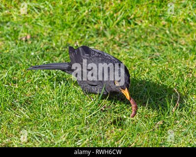 Amsel Turdus merula männlichen Fütterung auf einer Erde Wurm auf einem Garten Rasen. Der frühe Frühling Stockfoto