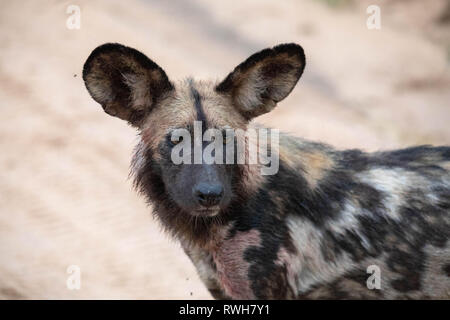 Eine Wilddog mit Blut auf seinem Gesicht nach der Fütterung auf einem Impala töten, im Sabi Sands, Südafrika Stockfoto