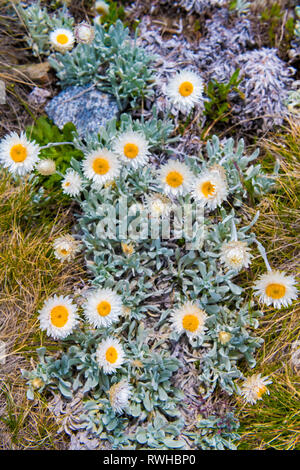 Einheimische australische Blüten in Kosciuszko National Park, NSW, Australien. Natur Hintergrund mit Pflanzen und Vegetation. Stockfoto