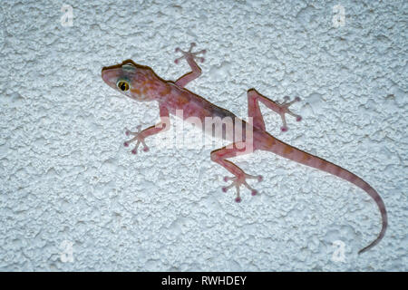 Bunte gecko mit großen Augen klettern und Jagd fliegt auf weiße Wand Stockfoto