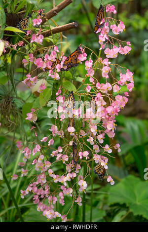 Viele Schmetterlinge auf rosa Blume im örtlichen Zoo. Stockfoto