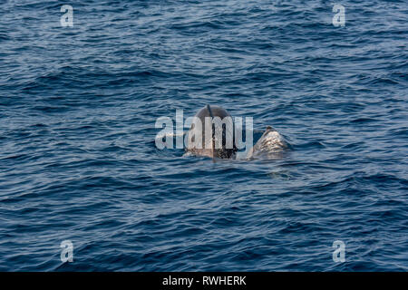 Paar von Delfinen schwimmen und tauchen - Ansicht von hinten. Stockfoto