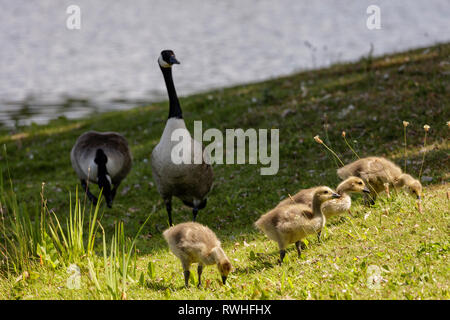 Eine Familie von Kanada Gänse am Ufer eines Sees in den Cotswolds Stockfoto