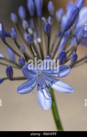 Nahaufnahme eines Agapanthus (lily des Nils) Blume Stockfoto
