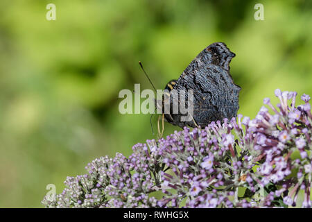 Peacock (Nymphalis io) Schmetterling auf lila Sommerflieder Stockfoto