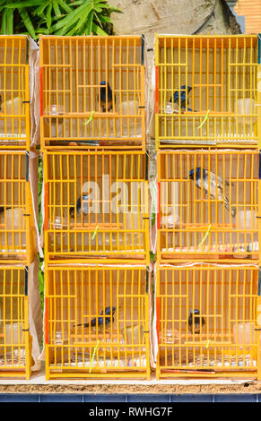 Vögel in kleinen Käfigen für den Verkauf in der Yuen Po Street Bird Garden in Mong Kok, Hong Kong Stockfoto