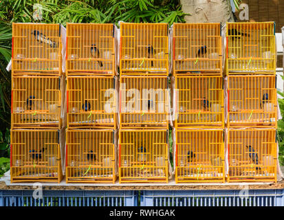 Vögel in kleinen Käfigen für den Verkauf in der Yuen Po Street Bird Garden in Mong Kok, Hong Kong Stockfoto