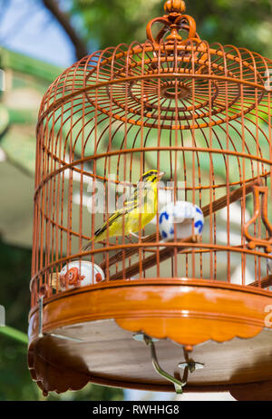 In einem hängenden hölzernen Käfig in der Yuen Po Street Bird Garden in Mong Kok, Hong Kong Bird Stockfoto
