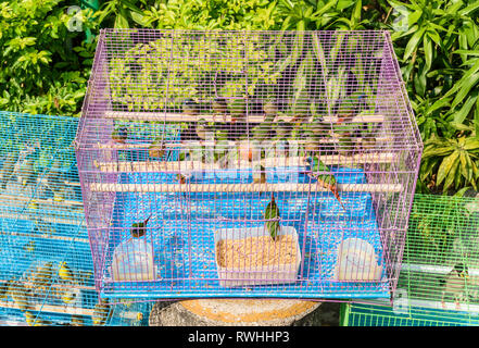 Vögel in Käfigen in der Yuen Po Street Bird Garden in Mong Kok, Hong Kong Stockfoto