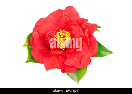 Rot kamelie Blumen auf weißem Hintergrund. Camellia sasanqua Stockfoto