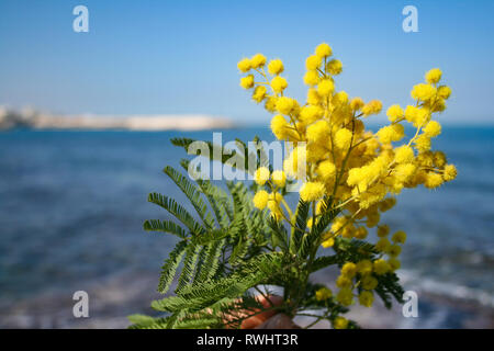 Mimosa Niederlassung in Bloom, schöner Frühling gelbe Blume mit Meer auf Hintergrund, Internationaler Tag der Frau Stockfoto