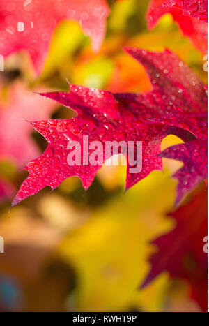 Botanik, Blätter der Pin Oak, Vorsicht! Für Greetingcard-Use/Postcard-Use in deutschsprachigen Ländern gibt es einige Einschränkungen Stockfoto
