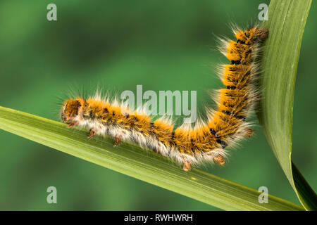 Eggar Motte (lasiocampa trifolii) Caterpillar Stockfoto