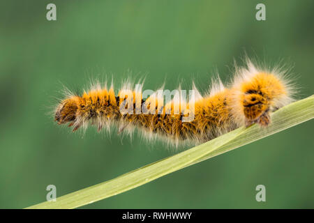 Eggar Motte (lasiocampa trifolii) Caterpillar Stockfoto