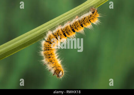 Eggar Motte (lasiocampa trifolii) Caterpillar Stockfoto