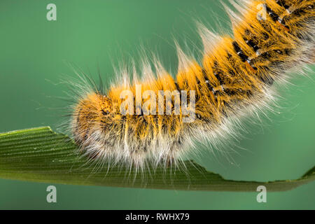 Eggar Motte (lasiocampa trifolii) Caterpillar Stockfoto
