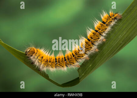 Eggar Motte (lasiocampa trifolii) Caterpillar Stockfoto