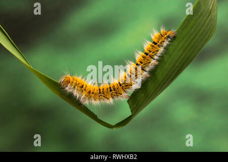 Eggar Motte (lasiocampa trifolii) Caterpillar Stockfoto