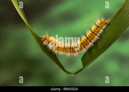 Eggar Motte (lasiocampa trifolii) Caterpillar Stockfoto
