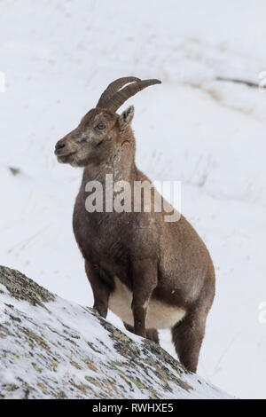 Alpensteinbock (Capra ibex). Frauen stehen in einer Klippe. Nationalpark Gran Paradiso, Italien Stockfoto